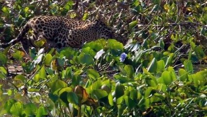 JAGUAR ATTACKS AND KILLS CROCODILE