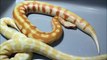 Similar Genetic Mutations in Blood and Ball Pythons