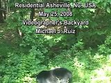 Bear and Cubs in Backyard, Cicadas Chirping