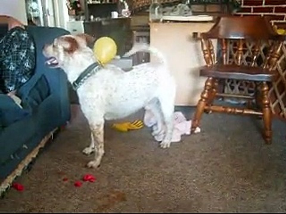 Cute Puppy Popping Balloons