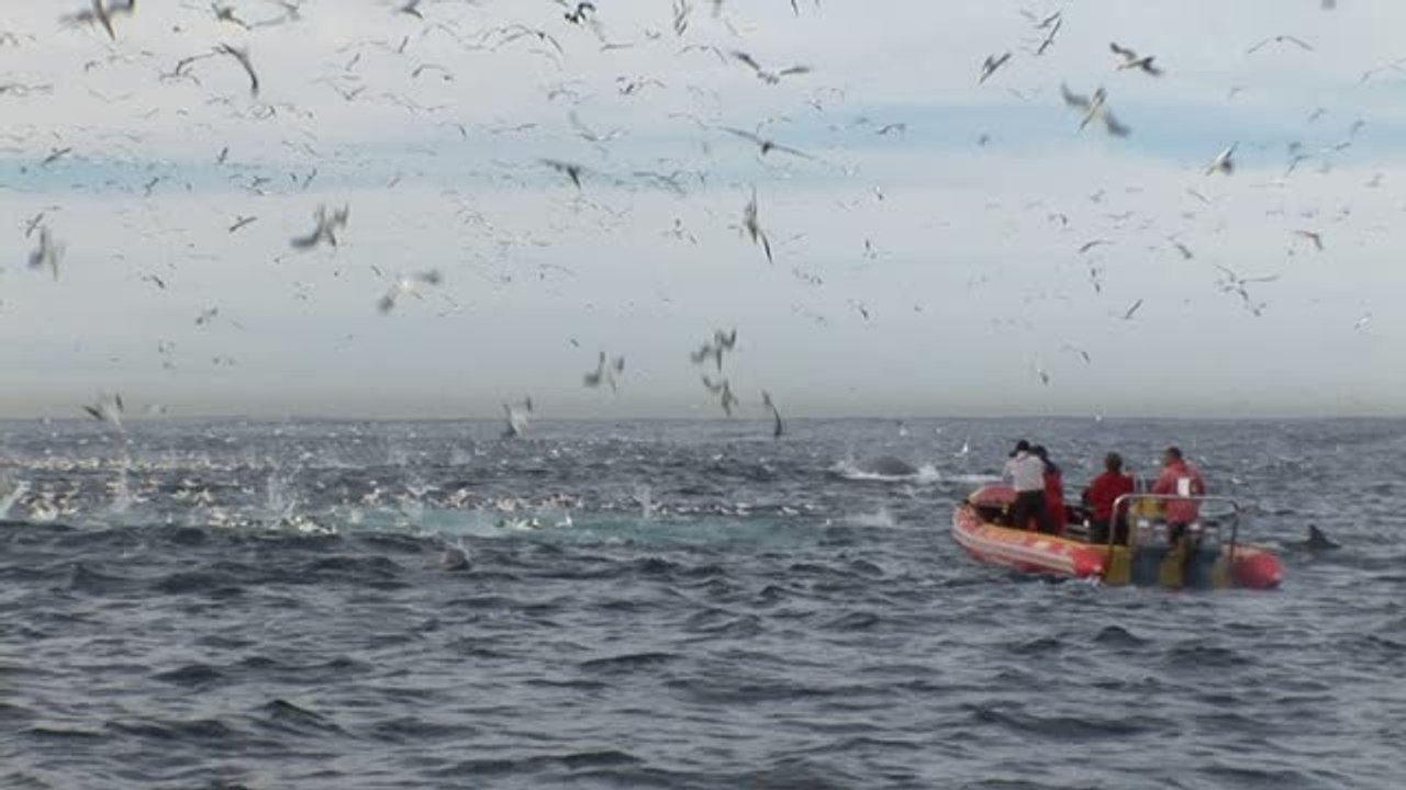 Sardine Run