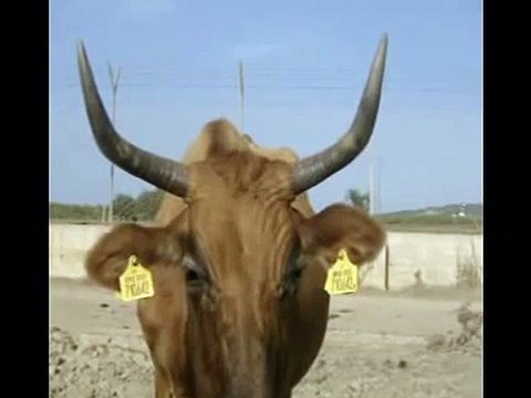 sardegna dune spiagge bianche teulada