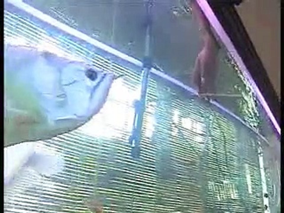 arowana fish.wmv