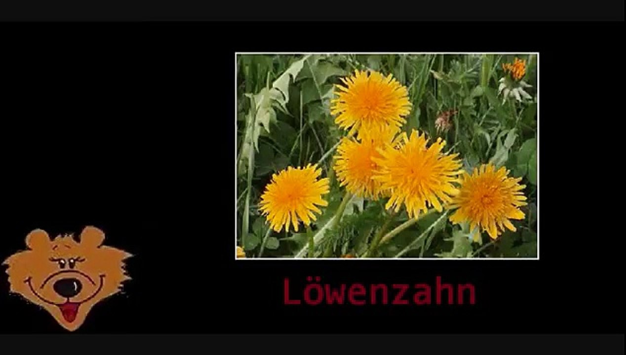 Bärklärung Kräuter Teil 3