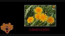 Bärklärung Kräuter Teil 3