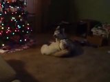 Siberian Husky Puppy Playing with her Mother