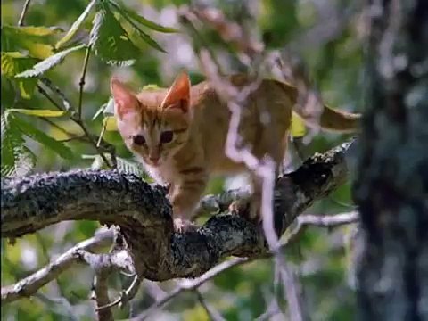 Milo Smacks Bird - The Adventures of Milo and Otis