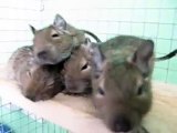 Degu Boys