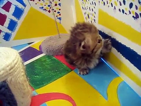 Kismet Kittens: Cute Persian kittens