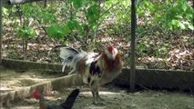 My two roosters crowing
