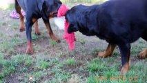 Two female Rottweilers playing tug of war & both WIN