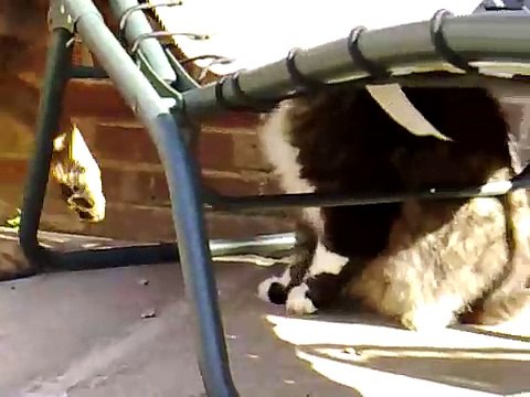 German Shepherd Vs Cat!!! Cat Wins....