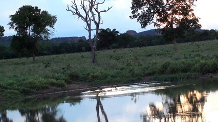 Paisagens campestres, Sons de animais, Lugares bucólicos,