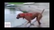 Dog Jumps into river to save owner - Funny videos, pulse tv uncut