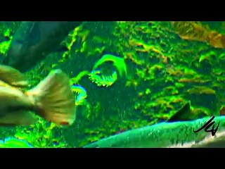 Big eyed FISH
