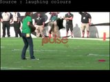 Amazing dog displays tricks at football game - laughing colours, pulse tv uncut