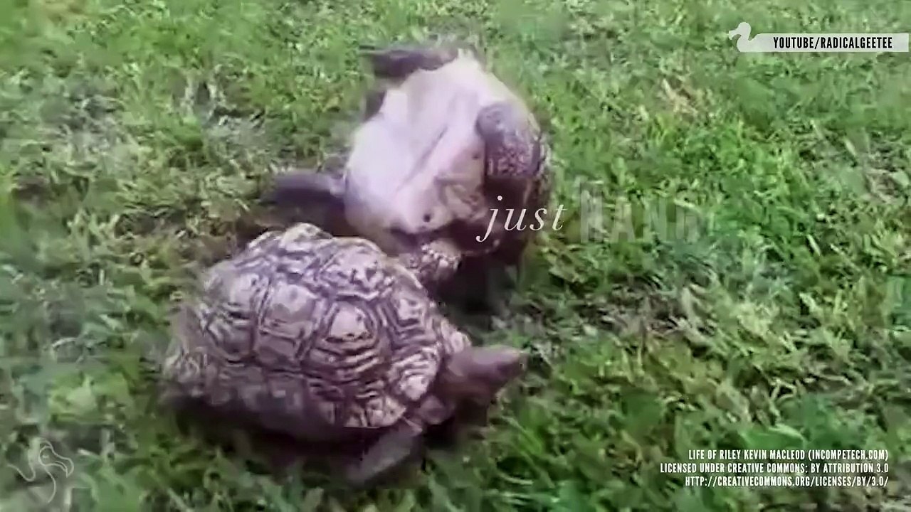 You Can Learn Friendship From Turtles
