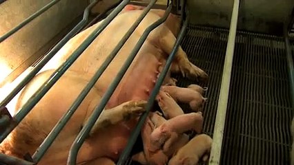 Vet Investigates Large Pig Farms