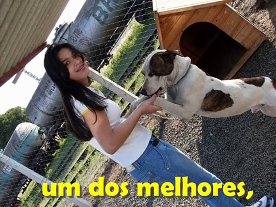 Animais de Estimação - Cães