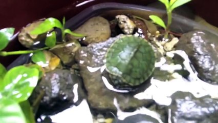 habitat de mis tortugas de orejas rojas