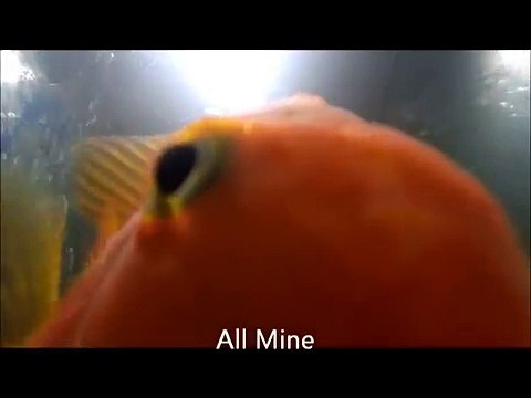 Relax Laugh and Watch My Fresh Water Fish Swim In Their 75 Gallon Aquarium
