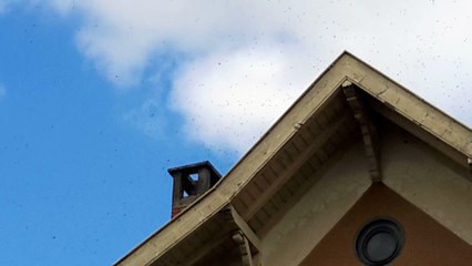 Revoilà les abeilles - mai 2015