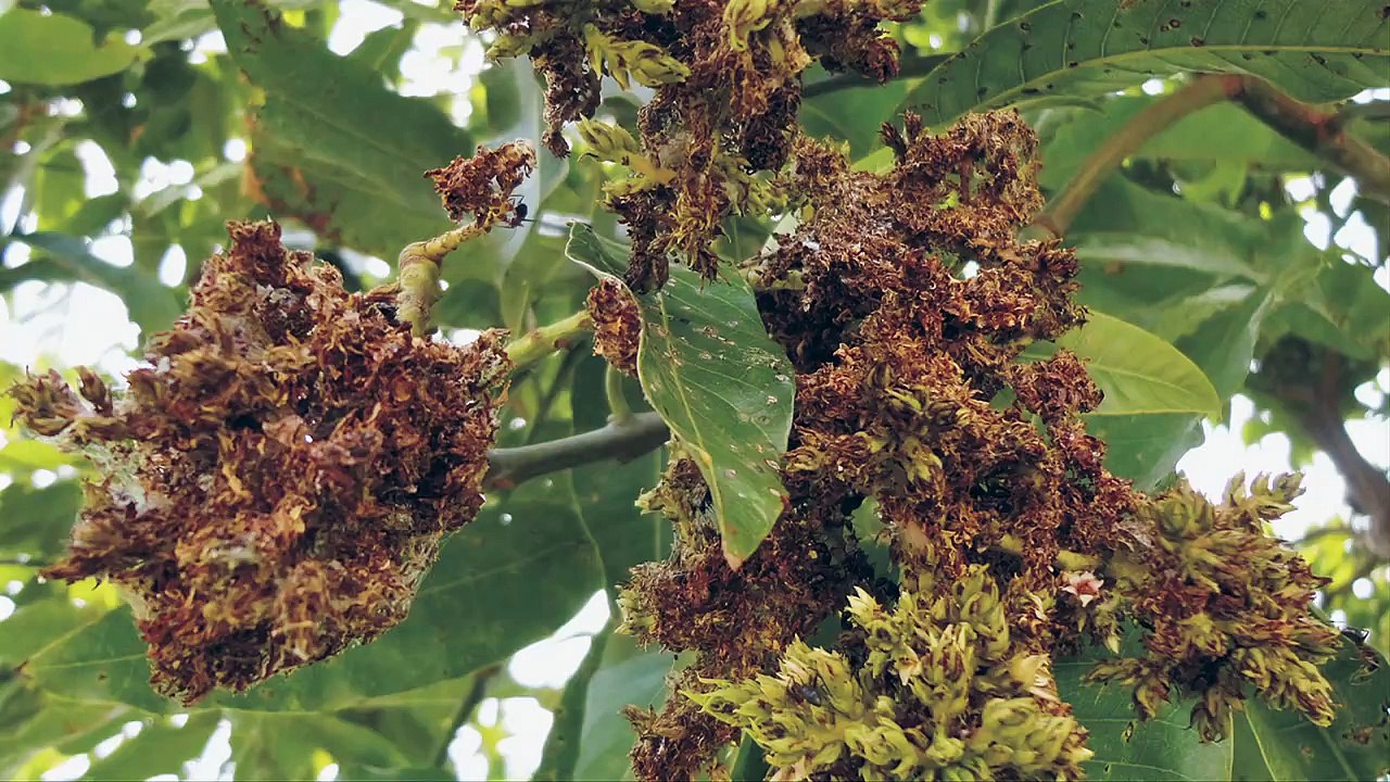Moreco OrthaGrow