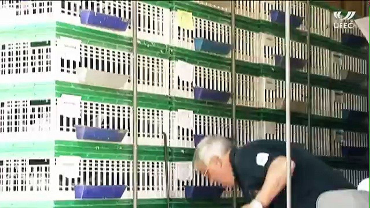 Barcelona International Pigeons Race 2012