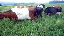 200 Organic Dairy Cows grazing