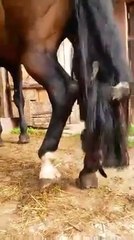 Un chaton s'éclate avec la queue d'un poney