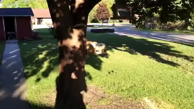 Un geai (oiseau) coincé dans la mangeoire à écureuil!