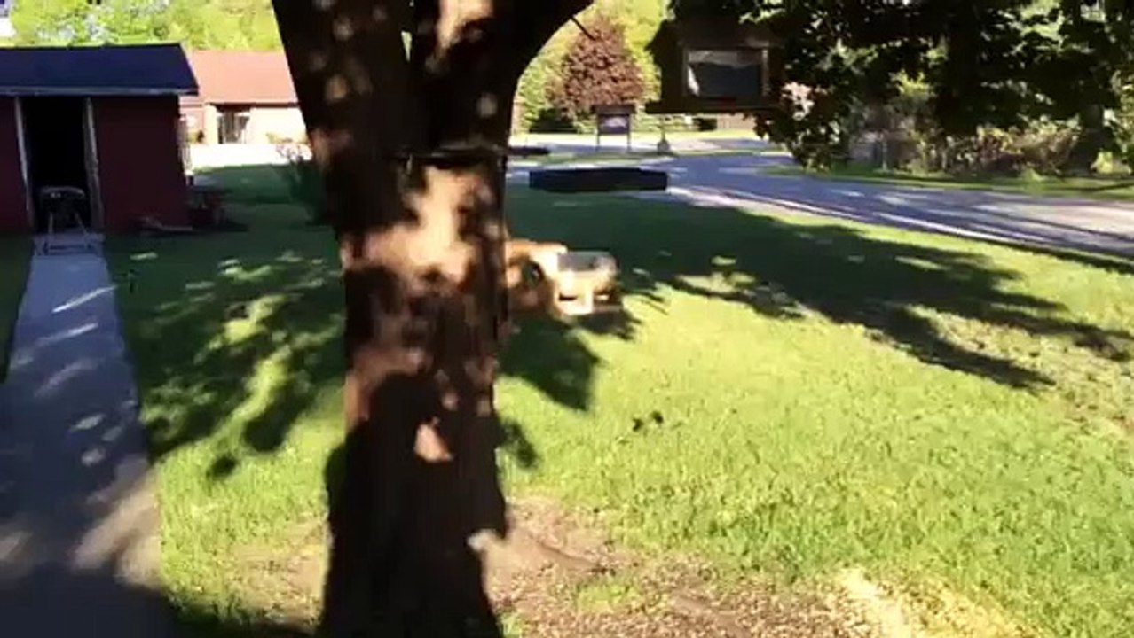 Un geai (oiseau) coincé dans la mangeoire à écureuil!