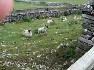 Bleeeehh! - Funny sheep bleat