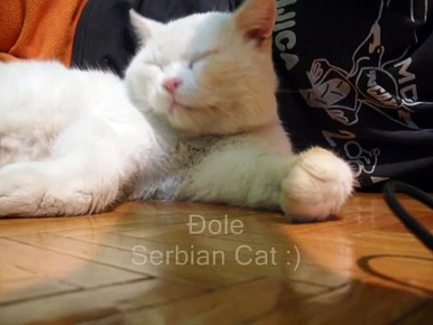 Acoustic Alchemy - Ballad For Kay ~ Serbian Cat Đole