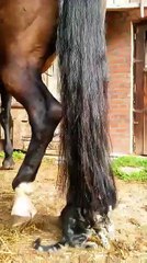 Un chaton s'amuse avec la queue d'un poney