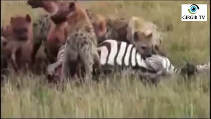 Sırtlanlar Zebrayı Canlı Canlı Yiyor.
