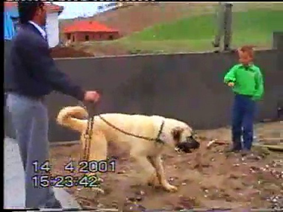 Aksaray Malaklı Kangal kırması