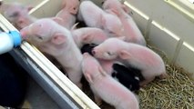 ♥♥♥♥♥♥♥Baby Piglets Feeding At Two Days Old♥♥♥♥♥♥♥♥