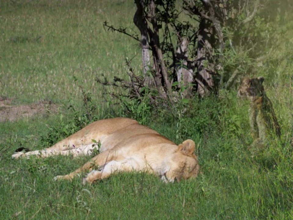 KENYA 2010 masaï mara et navaisha