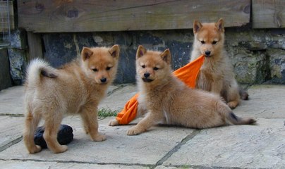 Finnish Spitz Yavruları