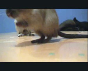 Tap Dancing Gerbil