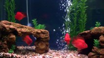 My Parrot fish 90 gallon aquarium
