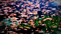Jenis Ikan - Ikan Hias Air Tawar Untuk Aquarium Menarik