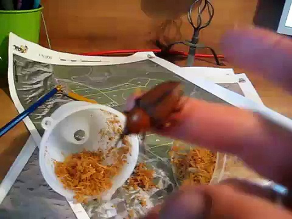 red palm weevil