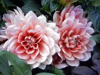 In Time - Engelbert Humperdinck