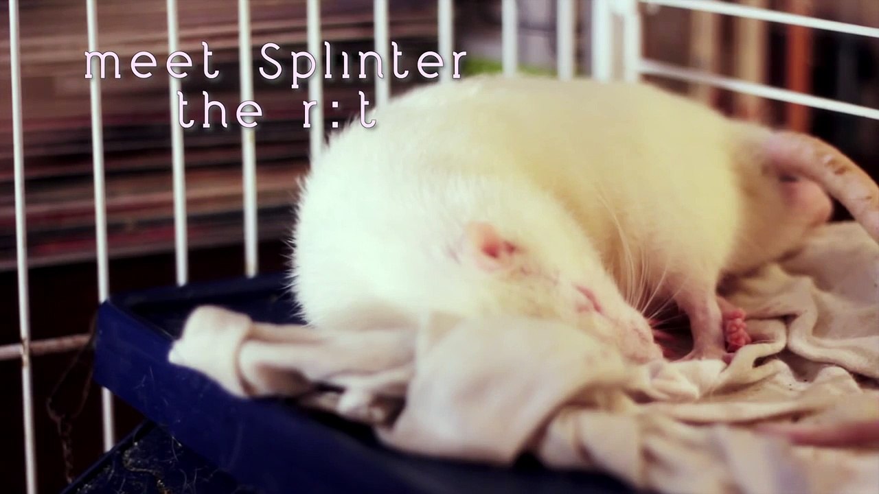 Cuddly Rats -the sweetest rat cuddle