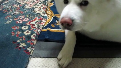 秋田犬すっぱいみかんは食べられませんでした【akita inu】