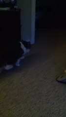 Cautious cat has trust issues with carpet