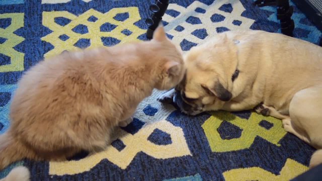 Dubstep dancing cat gets his groove on