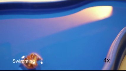 Le MIT invente un robot espion miniature capable de s’autodétruire